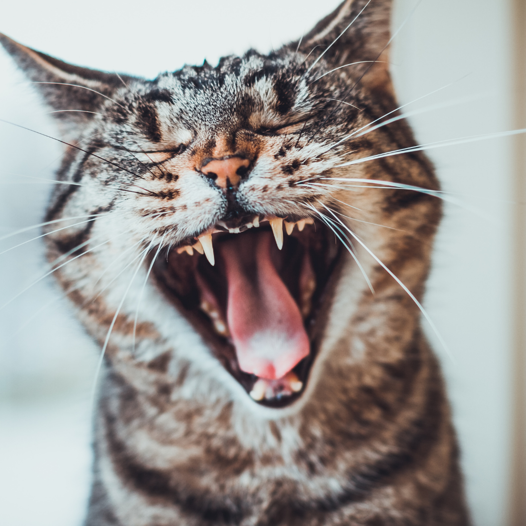 The easy way to look after your cat's teeth