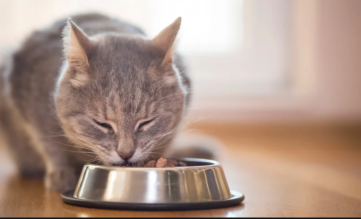 cat eating from silver bowl 