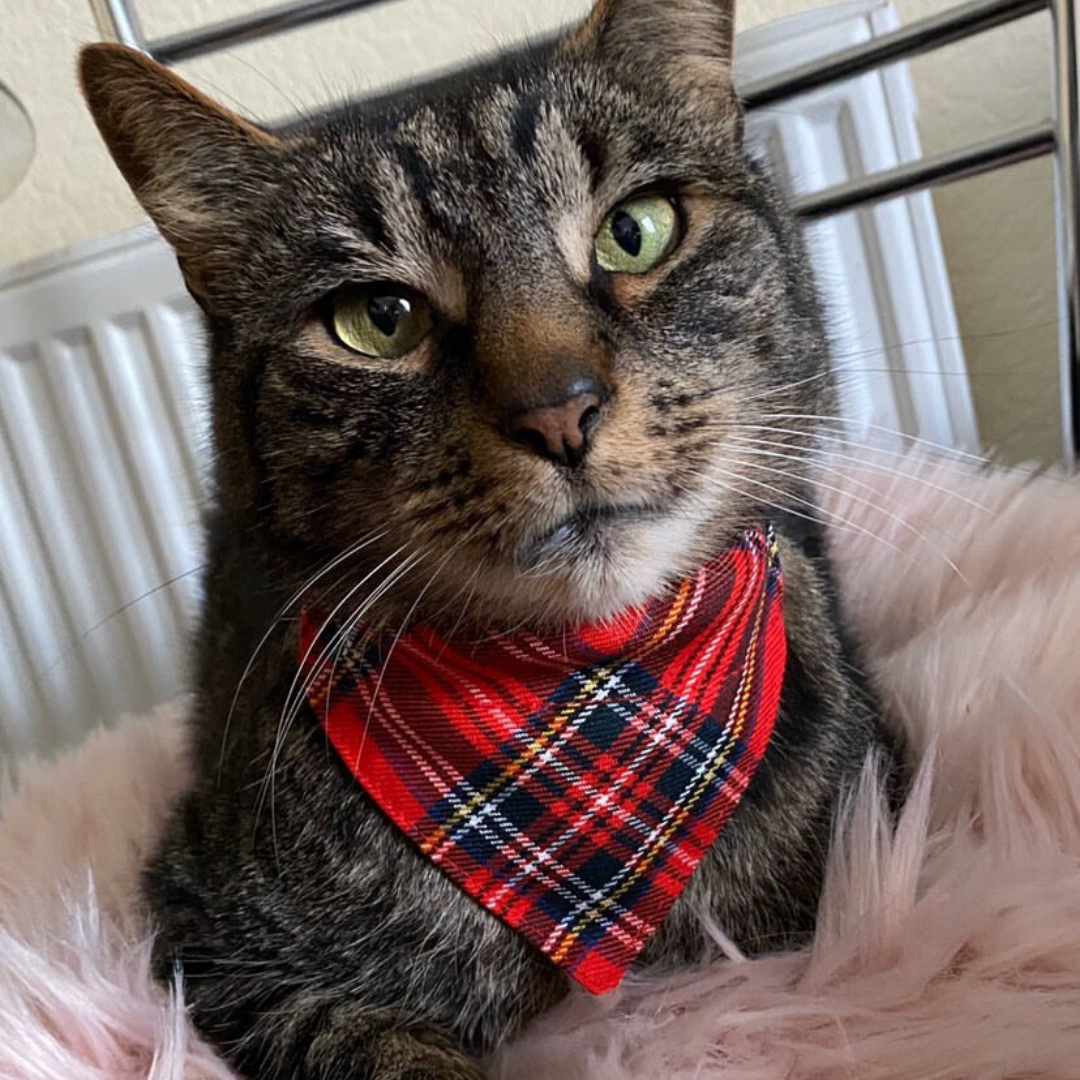 brown cat wearing a red tartan bandana 