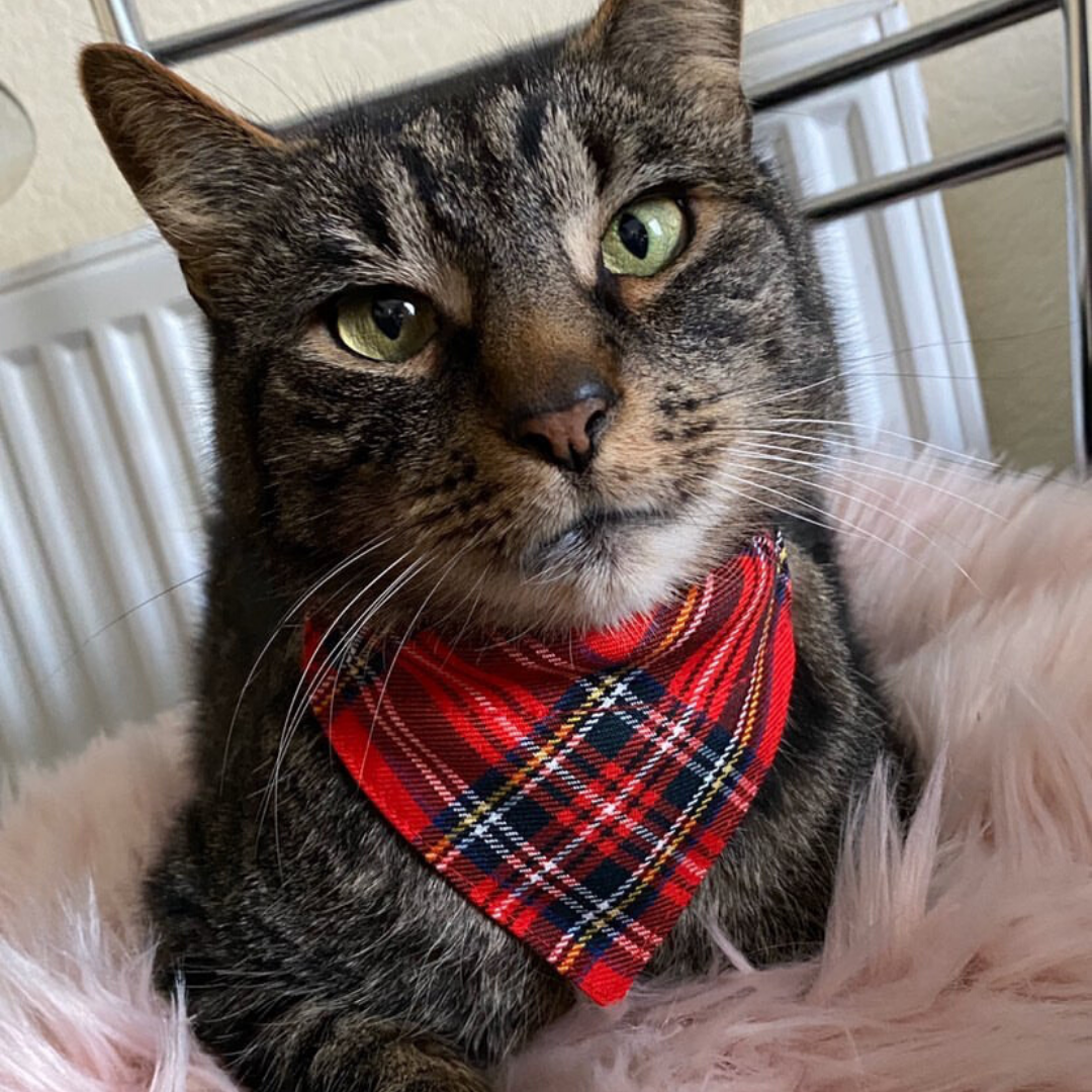 Scarves for cats best sale