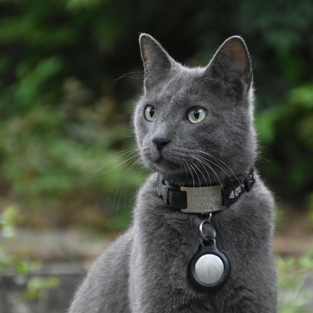 7 Ways to Prevent Your Cat From Getting Lost