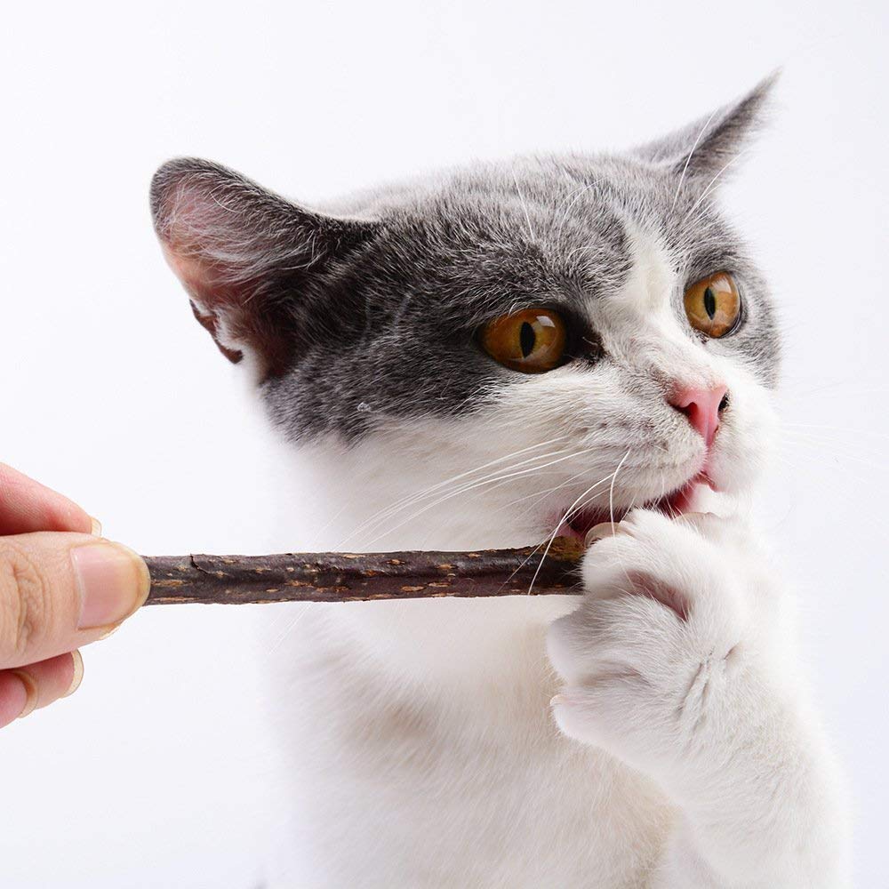 cat chewing a catnip stick 