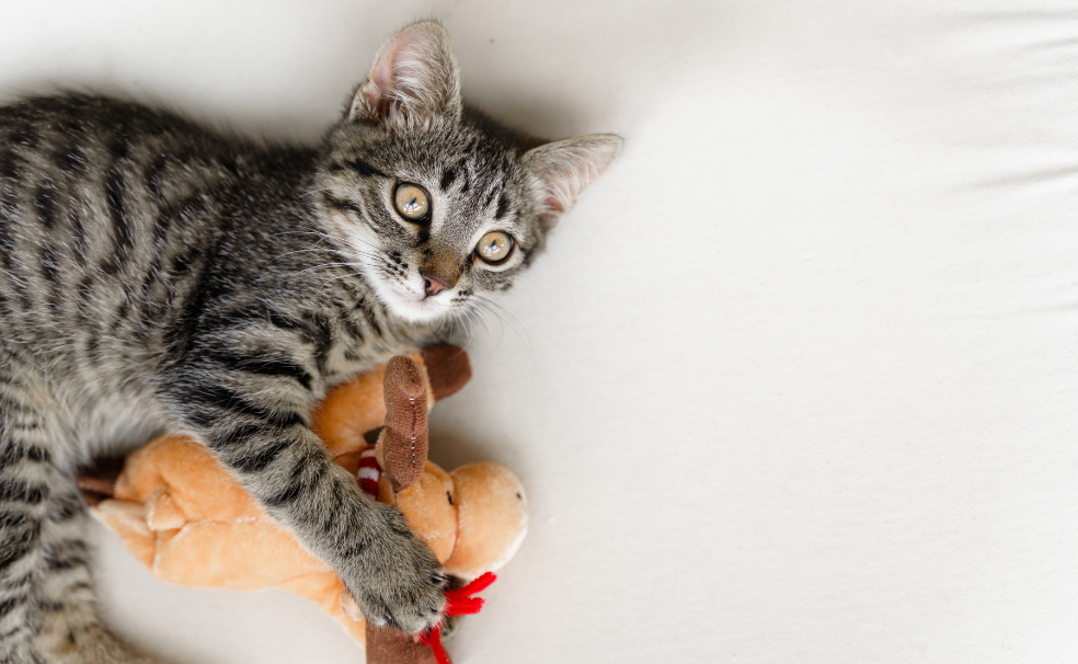 Can Kittens Have Catnip? 5 Things to Consider