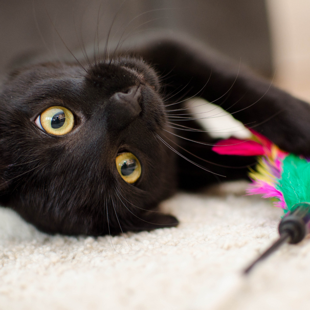 7 Best Cat Toys For Older Indoor Cats – Gus & Bella