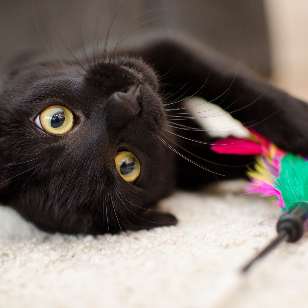 Older indoor black cat playing 