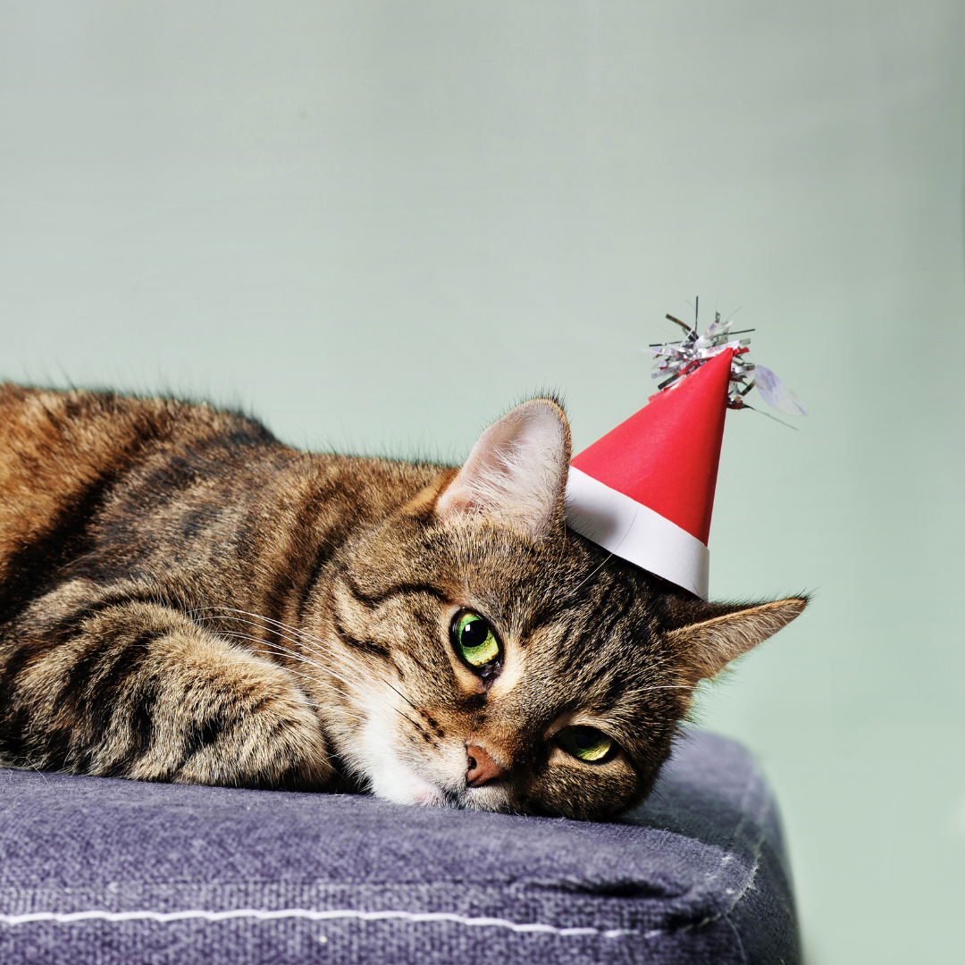 5 Christmas Gift Ideas Your Cat Will Love