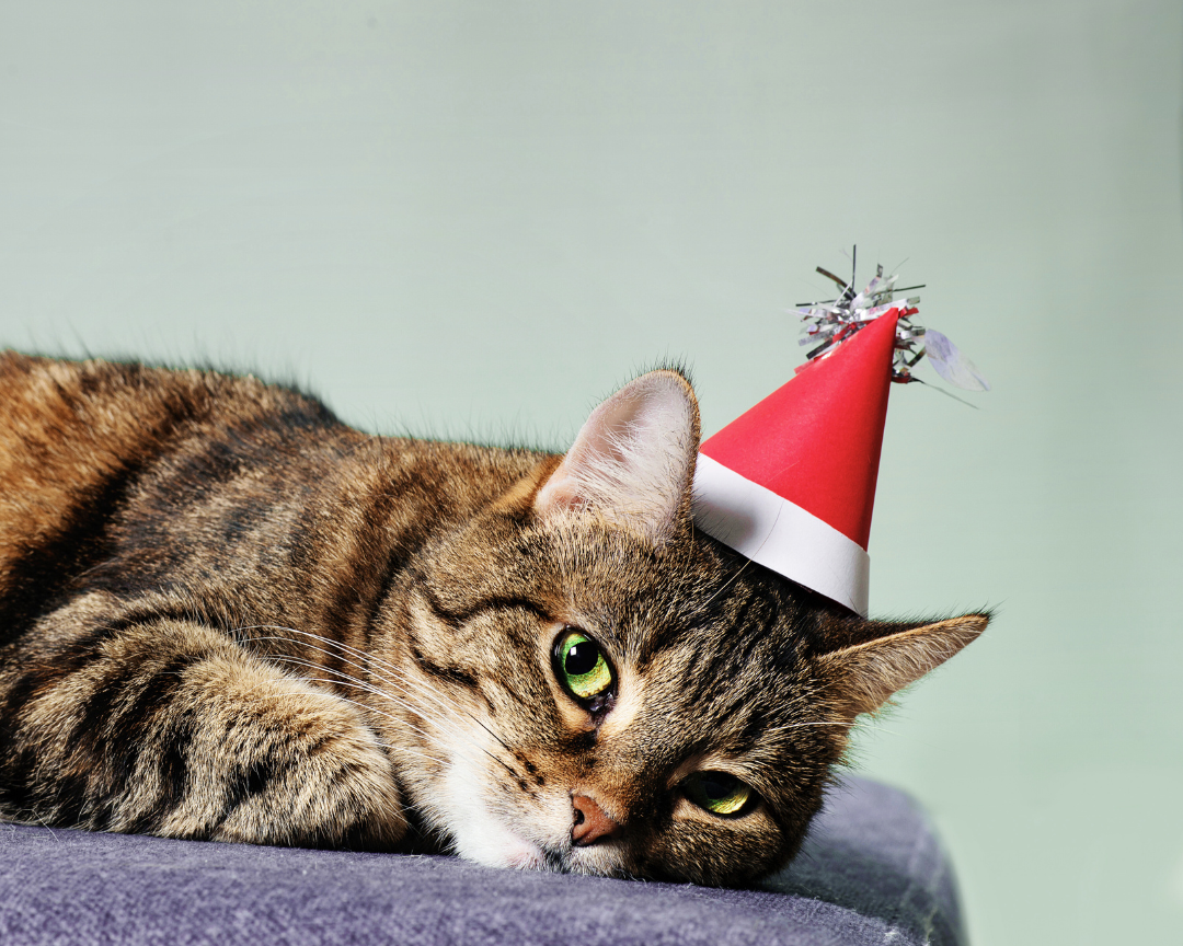 5 Christmas Gift Ideas Your Cat Will Love