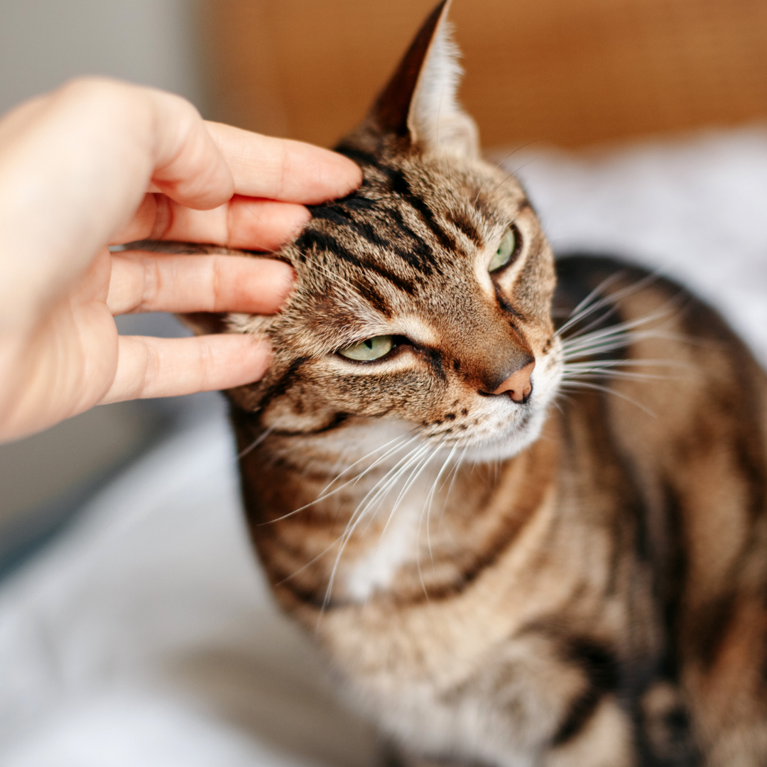 Cat Sitter or Cattery?