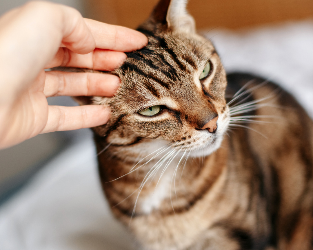 Cat Sitter or Cattery?