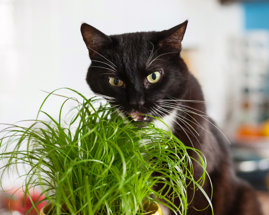 Cat Grass: A Treat for Your Cat and Your Houseplants