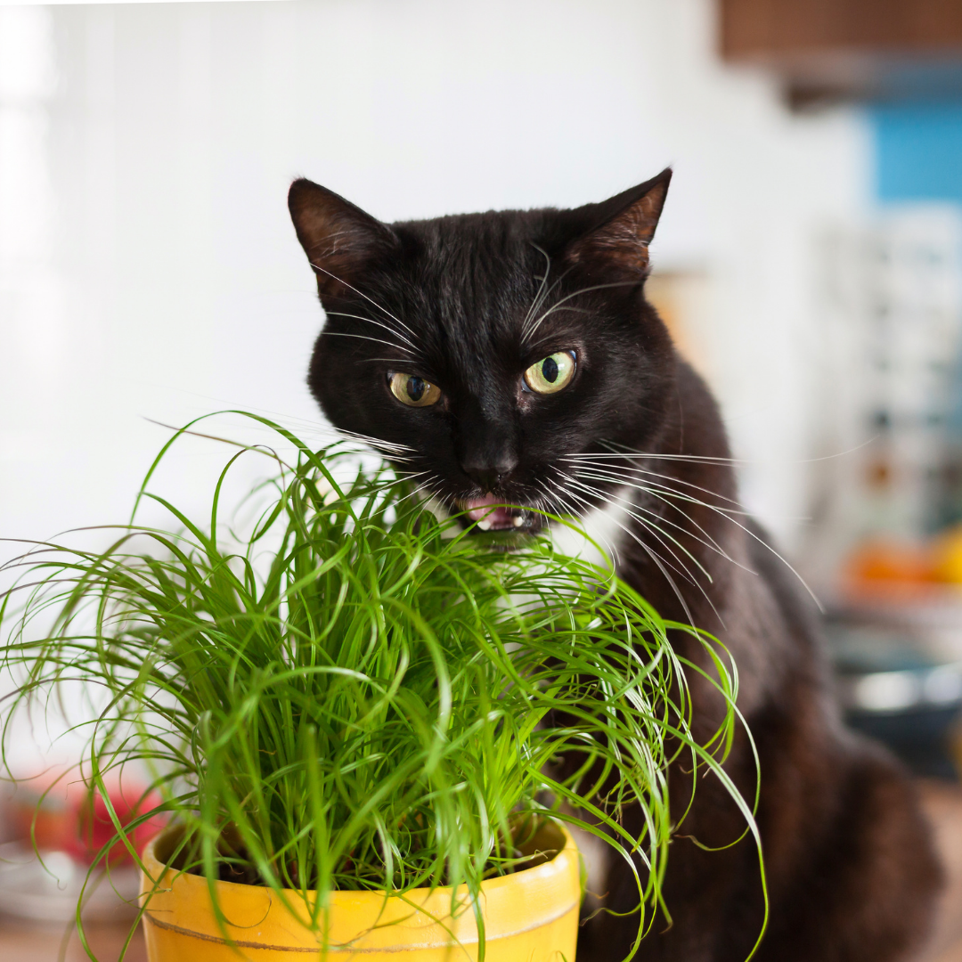 Cat Grass A Treat for Your Cat and Your Houseplants Gus Bella