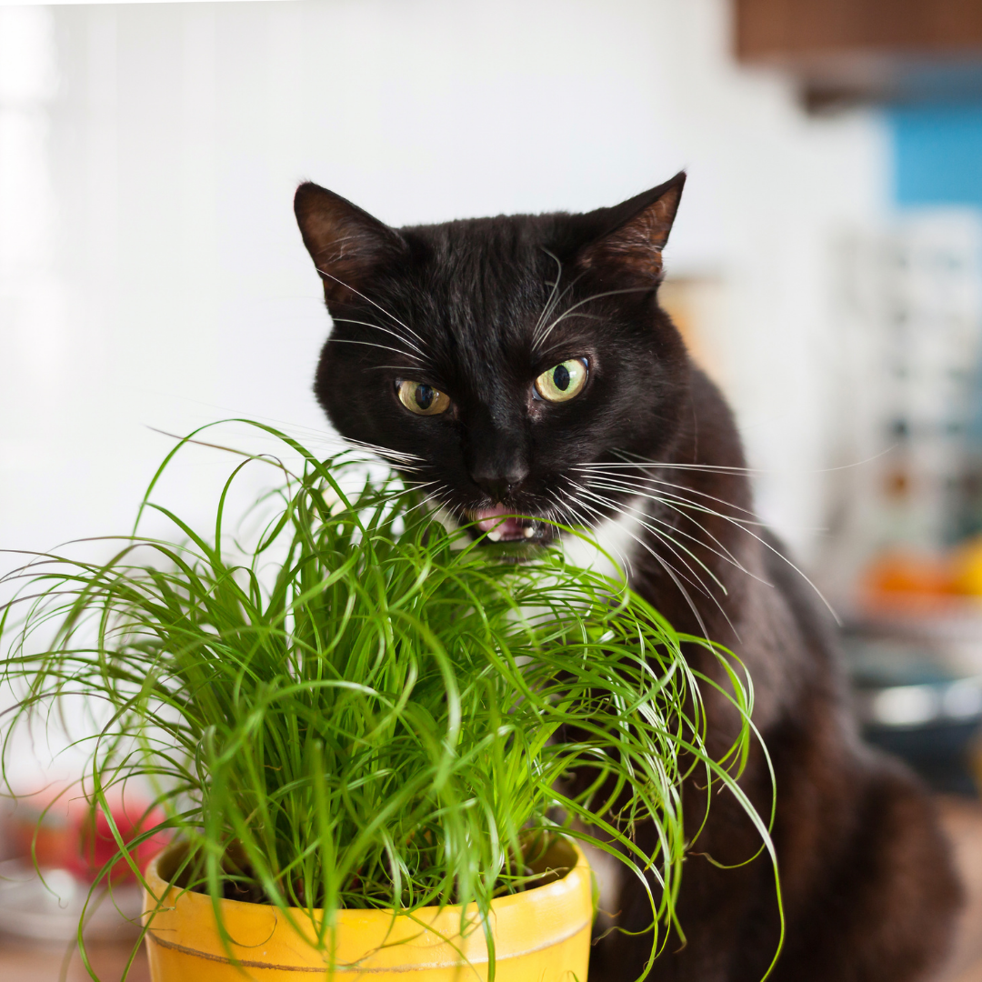 Cat Grass: A Treat for Your Cat and Your Houseplants