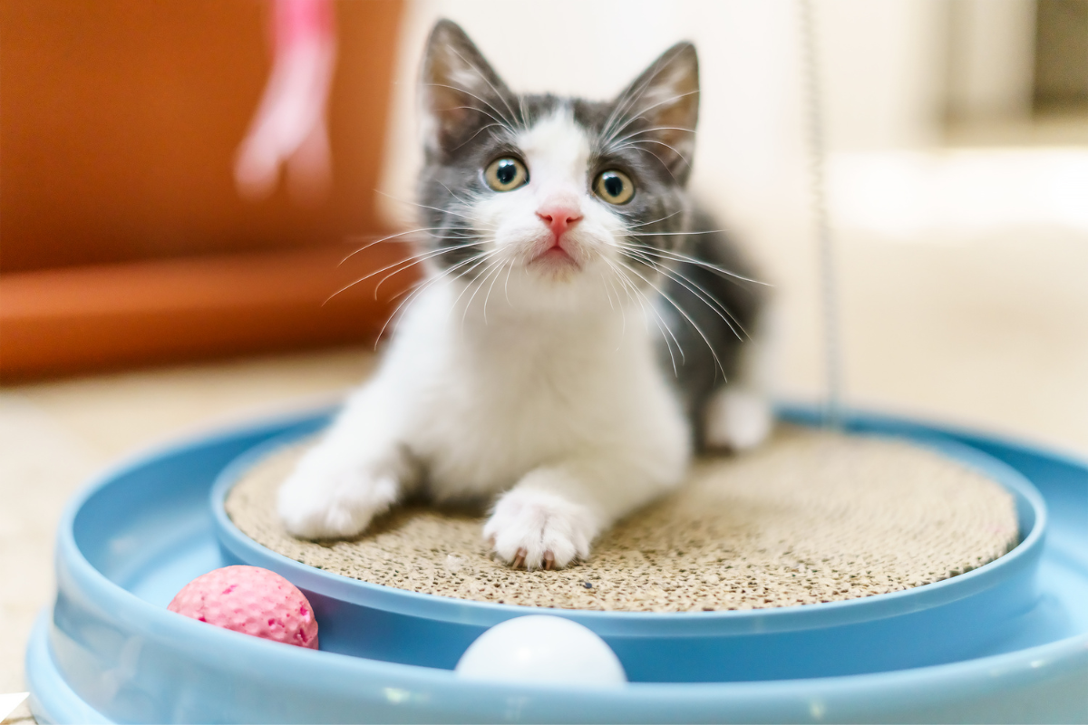 7 of the Best Interactive Cat Toys
