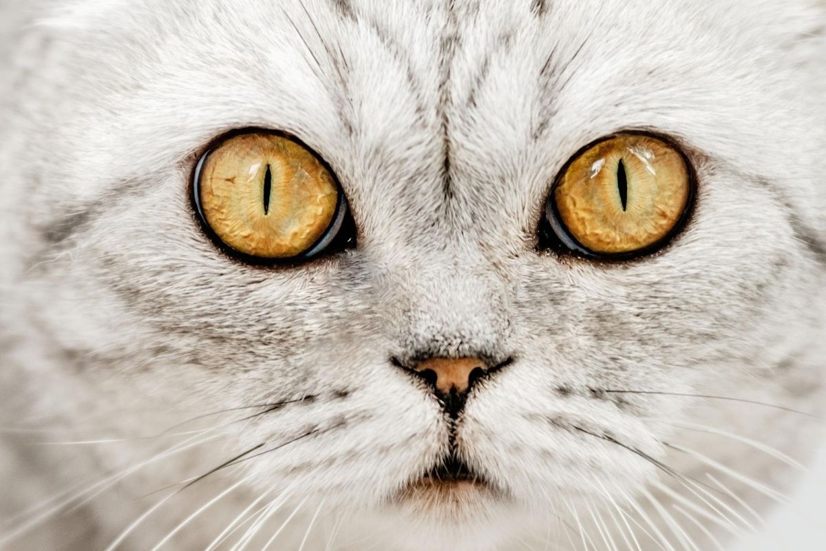 🐾 Most Popular Cat Names in the UK (2026) – Plus the Most Unusual Ones We’ve Ever Seen 👀