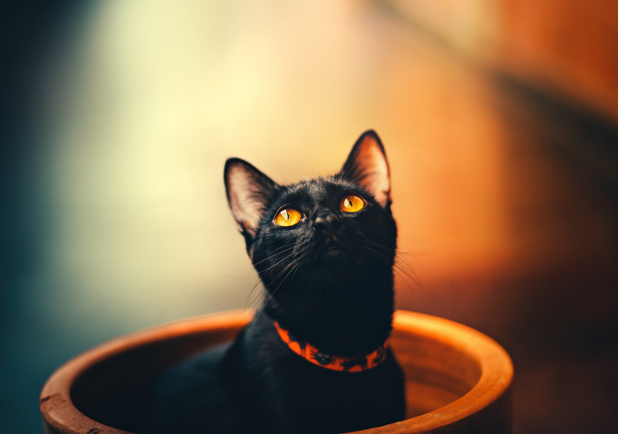 black cat in plant pot