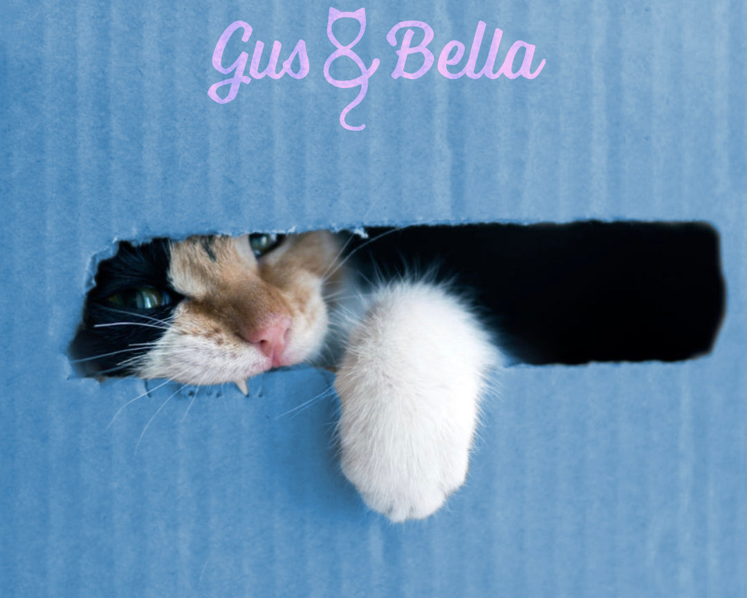 cat in a gus and bella cardboard box