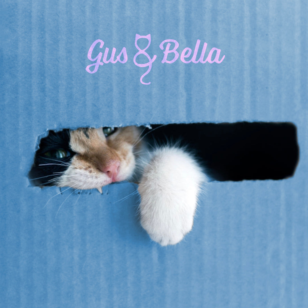 cat in a gus and bella cardboard box