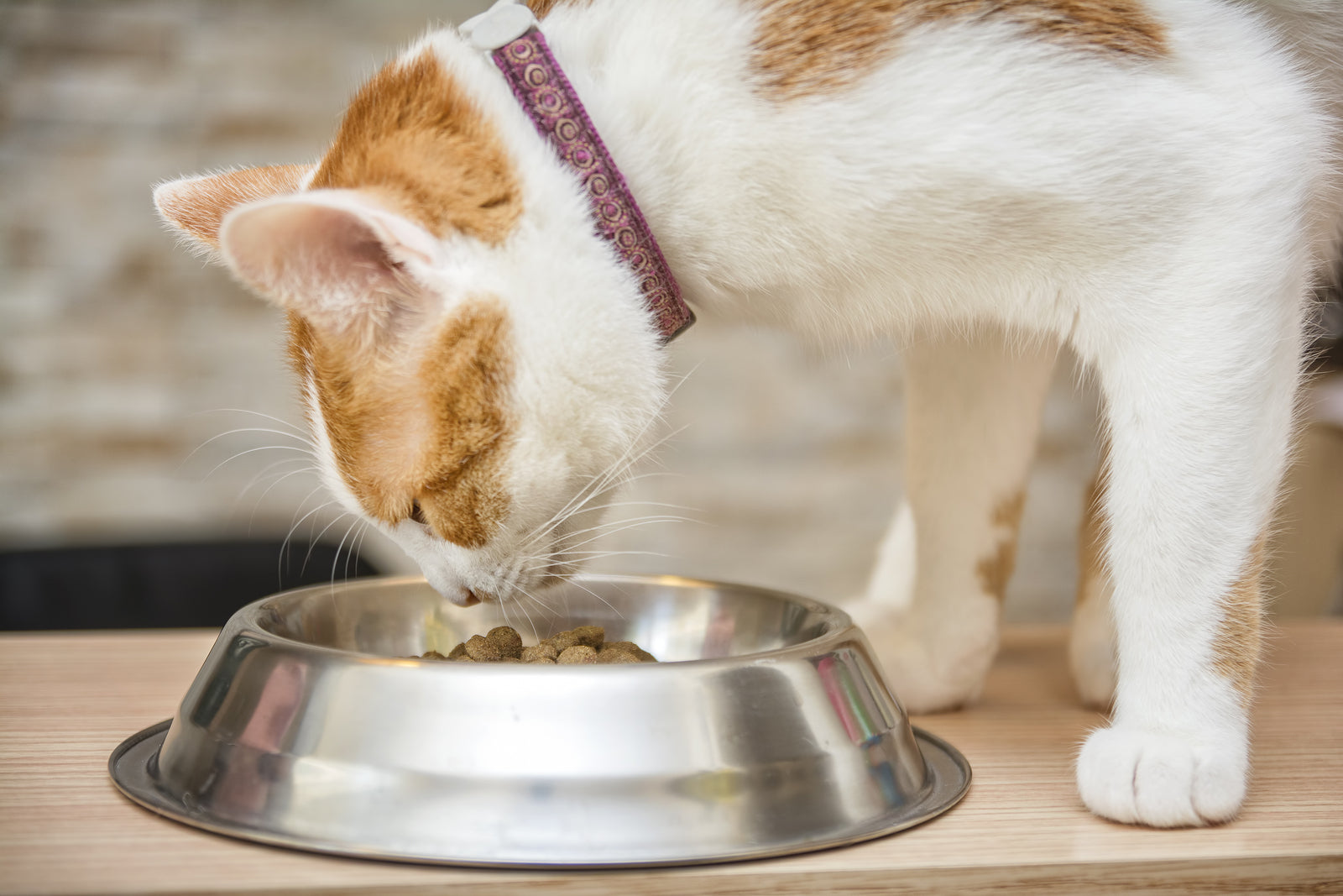 9 Easy Ways to Get Your Cat to Lose Weight