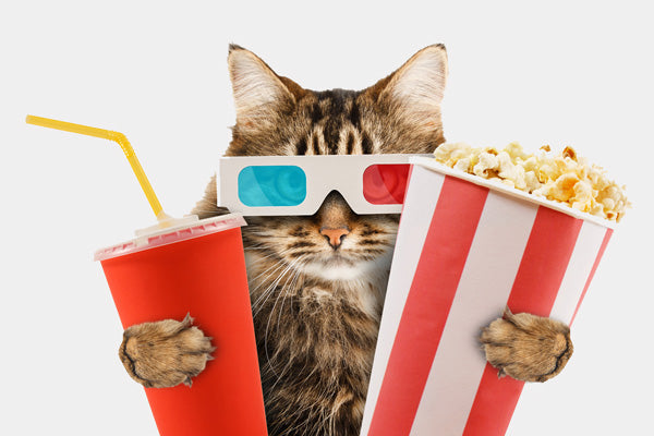 cat with popcorn and drink