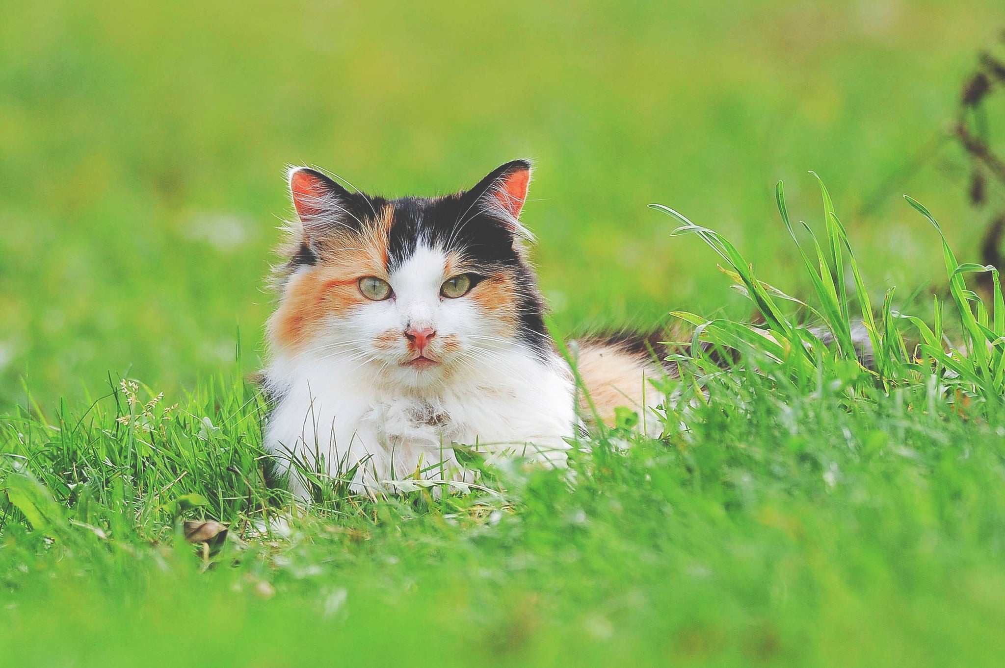 multi coloured cat sat in the grass 