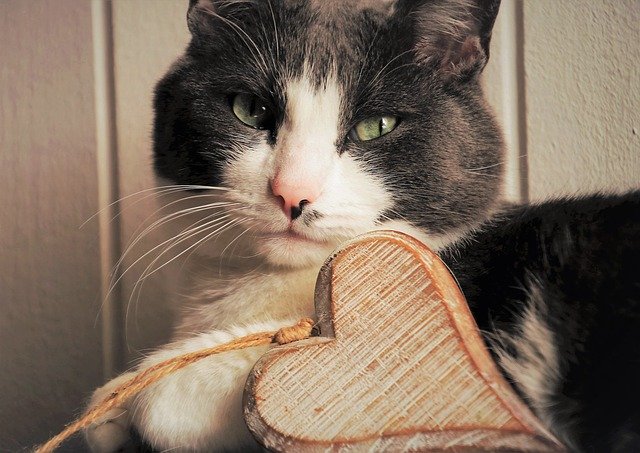 grey and white cat with heart plaque 