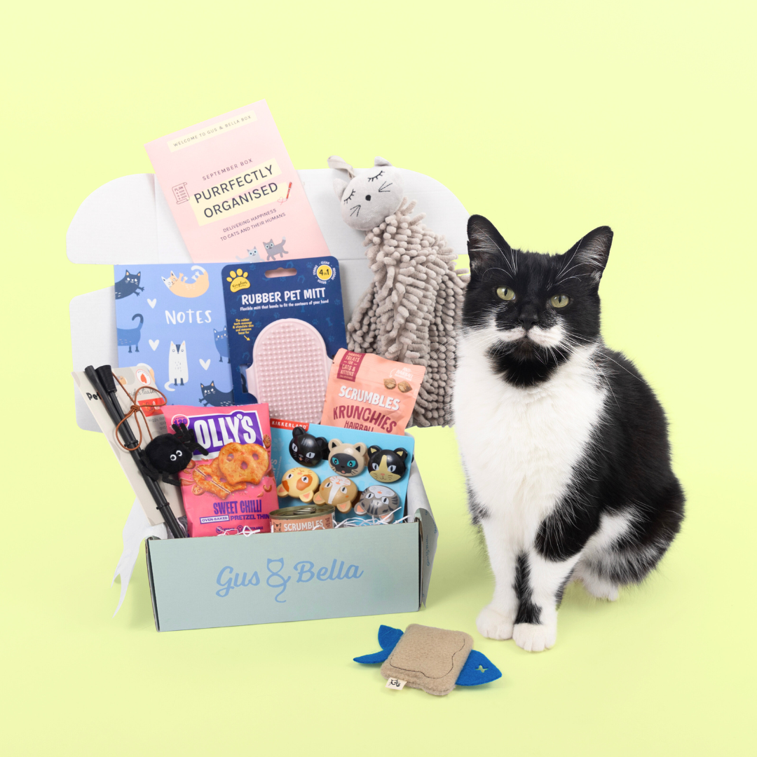 One-Off Cat Gift Box