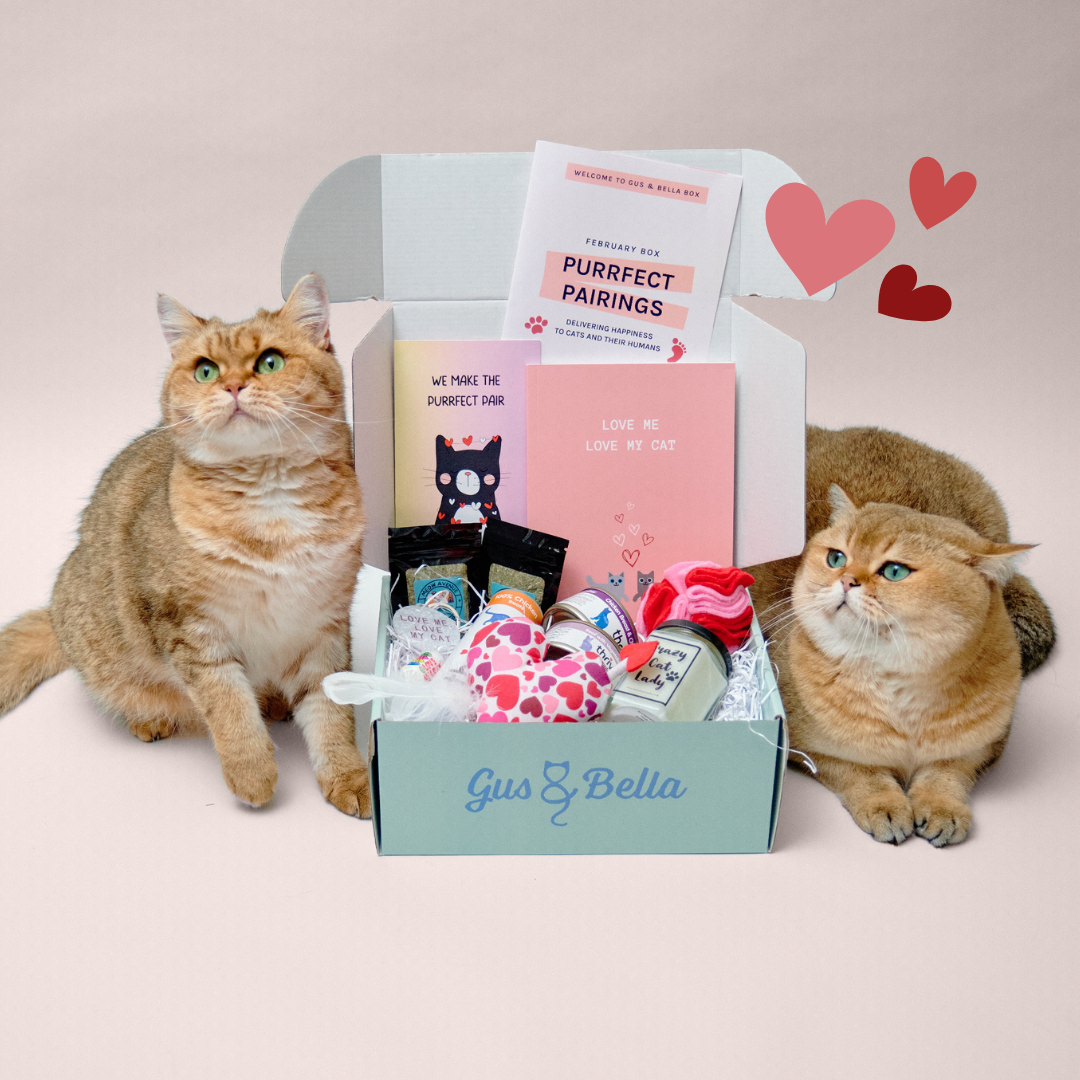 Cat gift box best sale