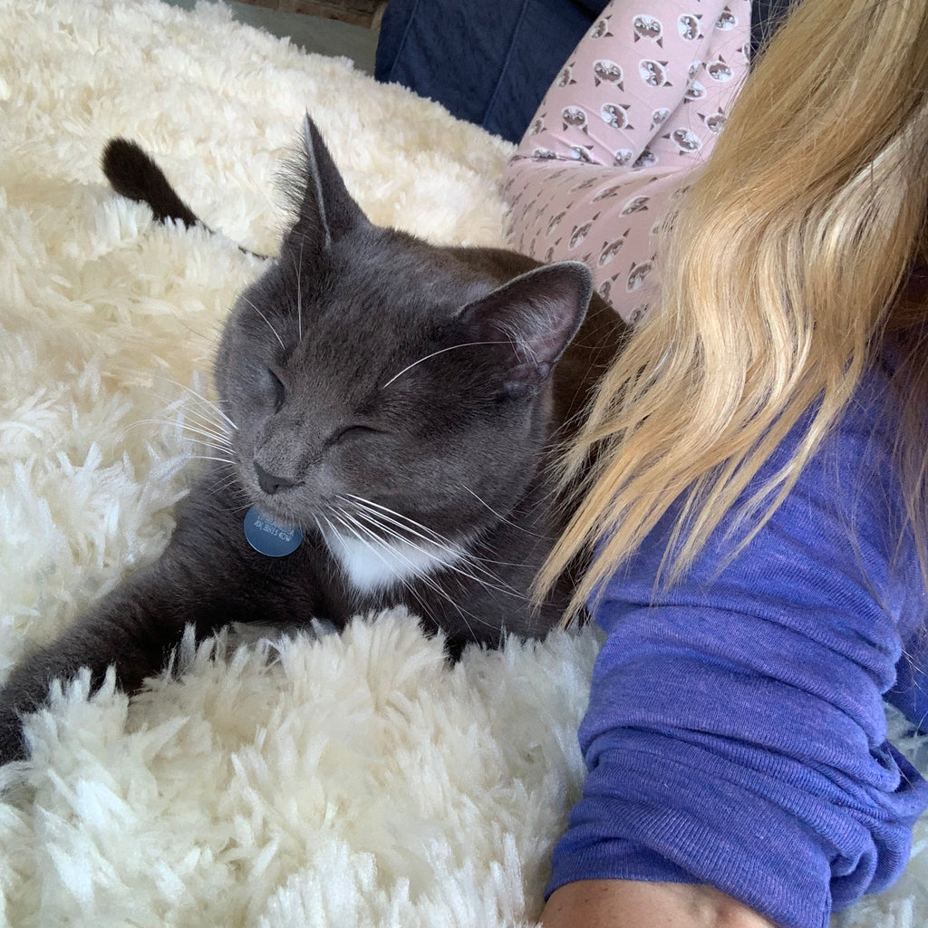 grey cat bella with blonde girl 