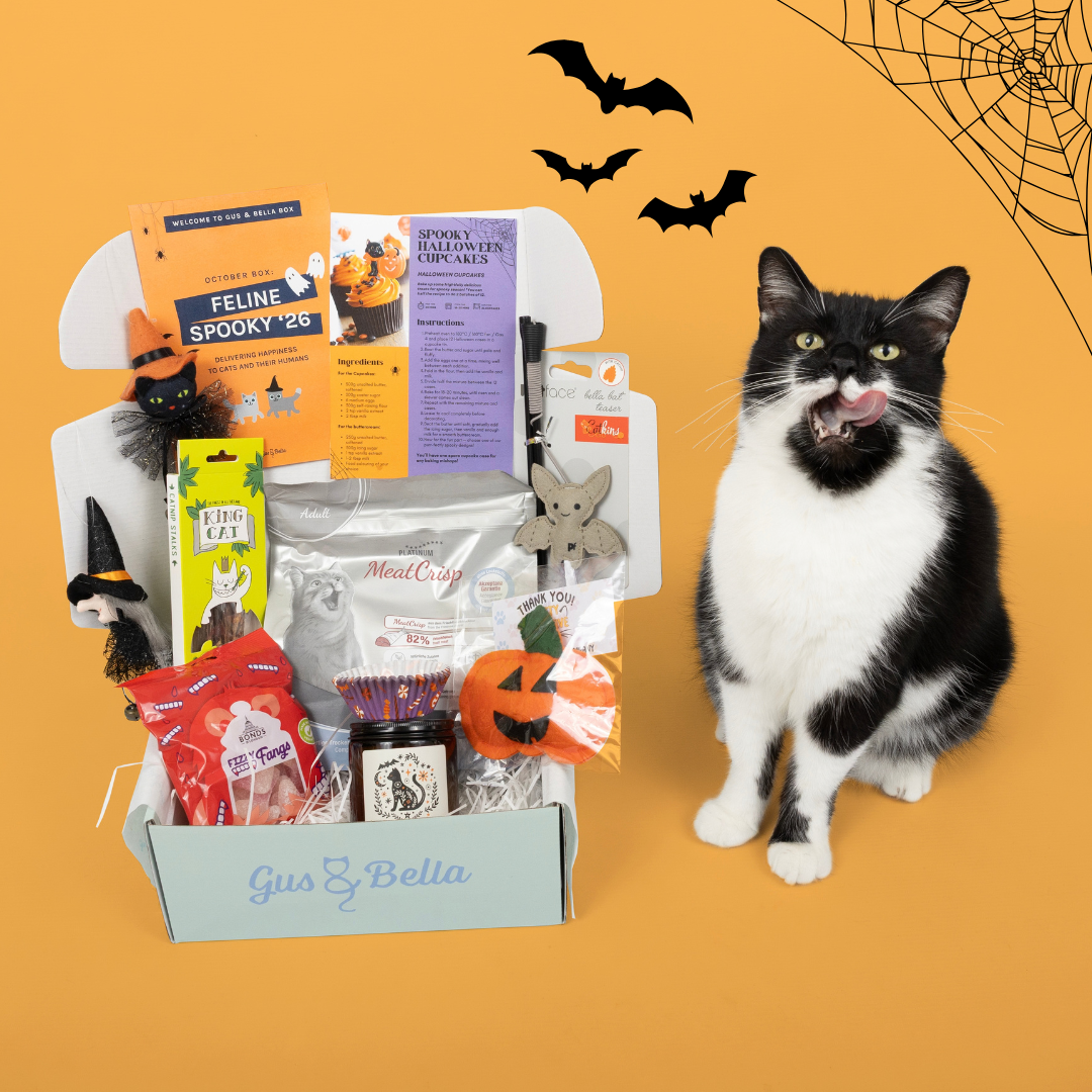 One-Off Cat Gift Box