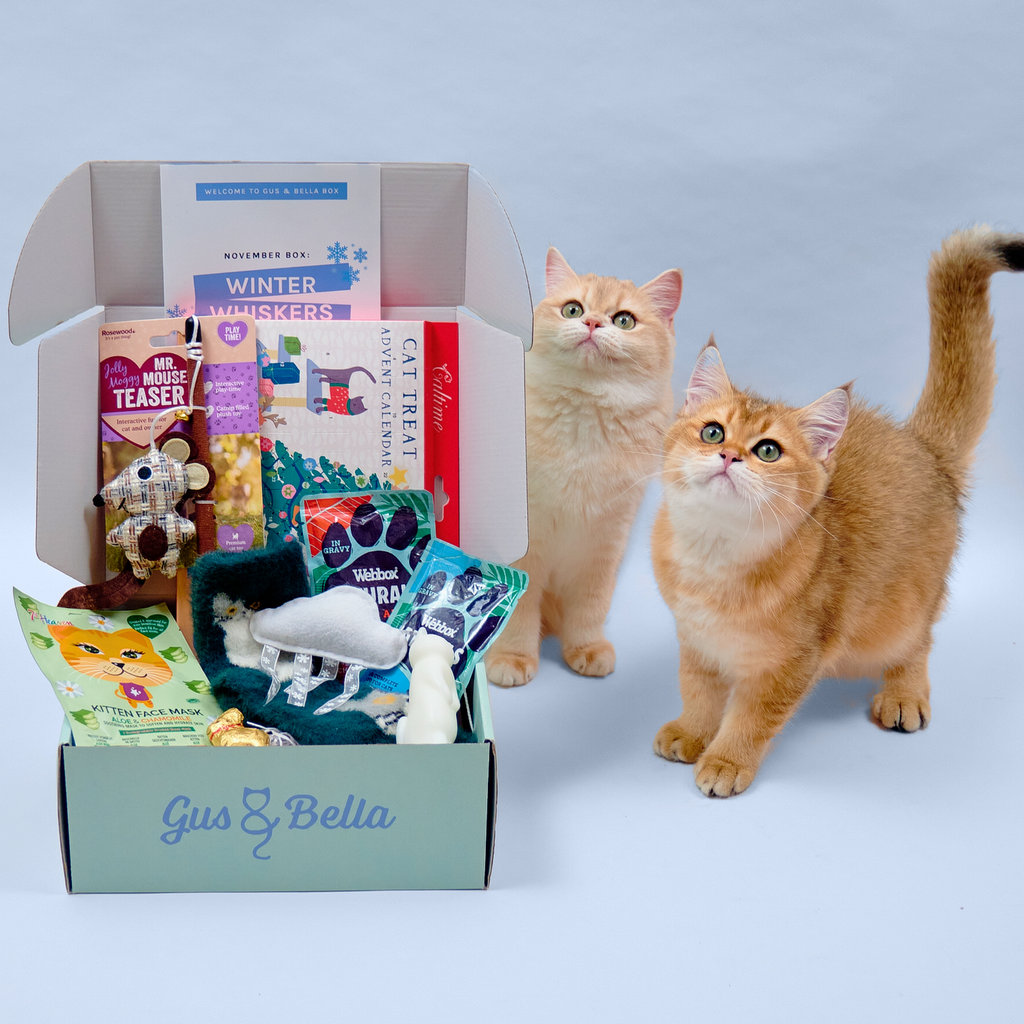 One-Off Cat Gift Box