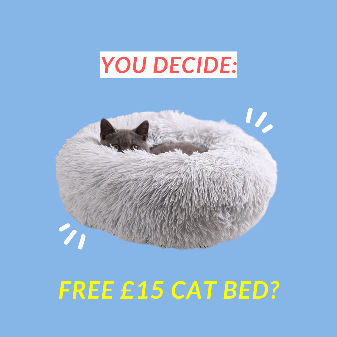 Monthly Cat Box